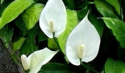 Cách hút khí độc trong nhà bằng 6 loại cây