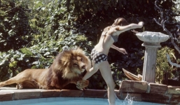 Khiếp đảm khoảnh khắc gia đình 40 năm sống chung với sư tử