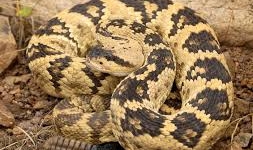 3 loài rắn cực độc hiếm nhất hành tinh sắp tuyệt chủng