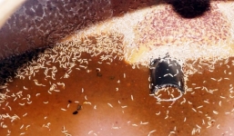 Kinh hãi nhìn ròi lúc nhúc bò lên từ thùng mắm tôm