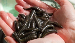 Dân đổ xô bắt đỉa bán giá gần nửa triệu một kg