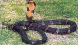 Bắt được rắn hổ mang 'khổng lồ' nặng khoảng 6,3kg