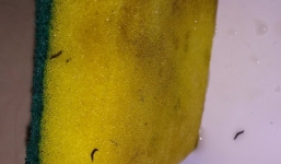 Hàng trăm sinh vật lạ lúc nhúc bò ra từ miếng rửa chén