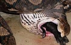 Trăn khổng lồ ngậm ngùi nhả con mồi vì quá 'khủng'