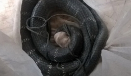 Bắt được rắn hổ mang chúa dài hơn 3m