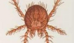 Sốt mò, căn bệnh bị lãng quên đã trở lại