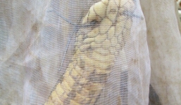 Không có tiền 'hỗ trợ', người dân đòi lại rắn hổ mang chúa 6,3kg