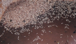 Kinh hãi ruốc làm từ thịt gà thối, dòi bò lúc nhúc mắm tôm