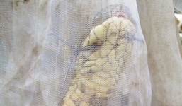 Người dân đòi lại rắn hổ mang chúa dài 3,1m để... làm thịt