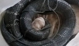 Hổ mang chúa 3,1 m được đưa về trại rắn 'dưỡng thương'