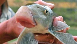 Hà Nội: Cá tiến vua bạc triệu loạn giá vây khách lắm tiền