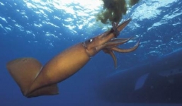 'Quái vật' mực khổng lồ điên cuồng tấn công tàu ngầm