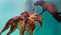 Xem sư tử biển vờn bạch tuộc dưới biển