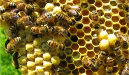 Việt Nam bán mật ong, thu về nghìn tỉ/năm