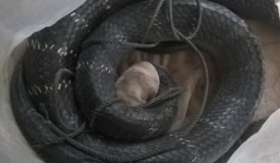 Vụ bắt được rắn hổ mang chúa nặng 6,3kg: Người dân không đòi rắn về làm thịt