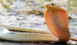 Khi hổ chúa gặp sát thủ khắc tinh