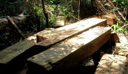 Phát hiện 9 điểm cất giấu gỗ quý trong rừng Bà Nà - Núi Chúa