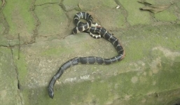 Rắn cặp nong cắn chết phó công an xã