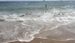 Video 100 con cá mập điên cuồng xô bờ săn con mồi