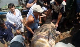 Cận cảnh cá hô 'khủng' nặng 130kg, giá 200 triệu đồng