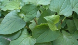 Những công dụng chữa bệnh không ngờ từ rau diếp cá