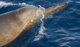 Phát hiện xác 'thuỷ quái' có mỏ cực hiếm dạt vào bờ biển