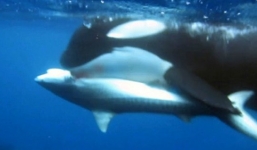 Cá voi sát thủ quây bắt cá mập hổ
