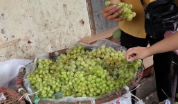 Nho xanh giá rẻ bán tràn lan ở Hà Nội có nguồn gốc từ đâu?