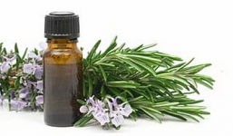 Những loại cây trồng xua muỗi cực hiệu quả