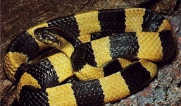 Cách phân biệt rắn độc và sai lầm khi sơ cứu người bị rắn cắn