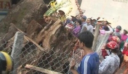 Người dân đổ xô tìm đến cây Trôm rừng trị bách bệnh?