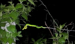 Vì sao rắn liên tục xuất hiện cắn người?