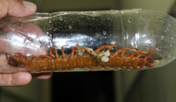 Người bị rết dài 30 cm chui vào quần lại gặp rết 'khủng'