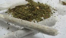 Ngụy trang cần sa dưới 2 bao gạo đầy