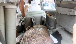 Cuộc vật lộn với cá hô 'khủng' trăm triệu giữa TPHCM 