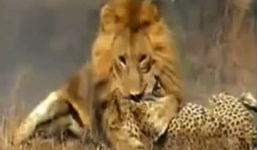 Sư tử cắn chết 2 con báo đốm cùng lúc