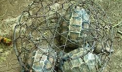 Dùng xế hộp vận chuyển động vật hoang dã quý hiếm