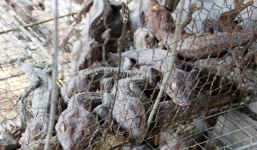 Đại gia Việt 'cuồng' săn “thần dược phòng the” vùng biên