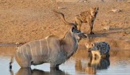 Linh cẩu xẻ thịt linh dương đầu bò