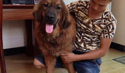 Dân chơi chi trăm triệu sang TQ mua chó có giấy khai sinh