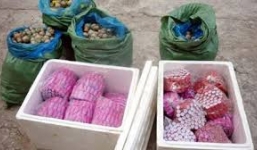 32 kg pháo đang trên đường tiêu thụ thì bị bắt