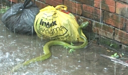 Rắn lục đuôi đỏ tấn công 5 người ở Quảng Trị