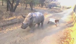 Tê giác 'hoang tưởng' mình là cừu non