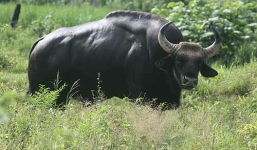 Phú Yên: Nông dân đang cầu cứu vì bị bò tót tấn công