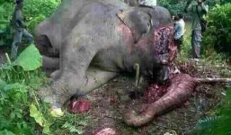 Phẫn nộ hình ảnh voi bị chặt đầu, cướp ngà ở Trung Quốc