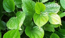 Mẹo dân gian chữa mồ hôi tay, chân hiệu quả