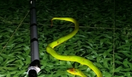 Rắn độc liên tục tấn công: Dân hoang mang, xã bác bỏ