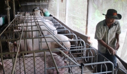 Cho heo nghe nhạc, thu hàng trăm triệu mỗi năm ở miền Tây