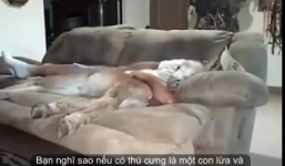 Lừa nằm phè phỡn thư giãn trên ghế sofa