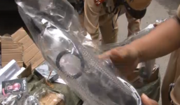 Phát hiện vụ vận chuyển trái phép lượng lớn đồ chơi tình dục